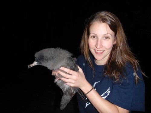Dr Jennifer Lavers and a Flesh-footed Shearwater - 90% are poisoned... ©  SW